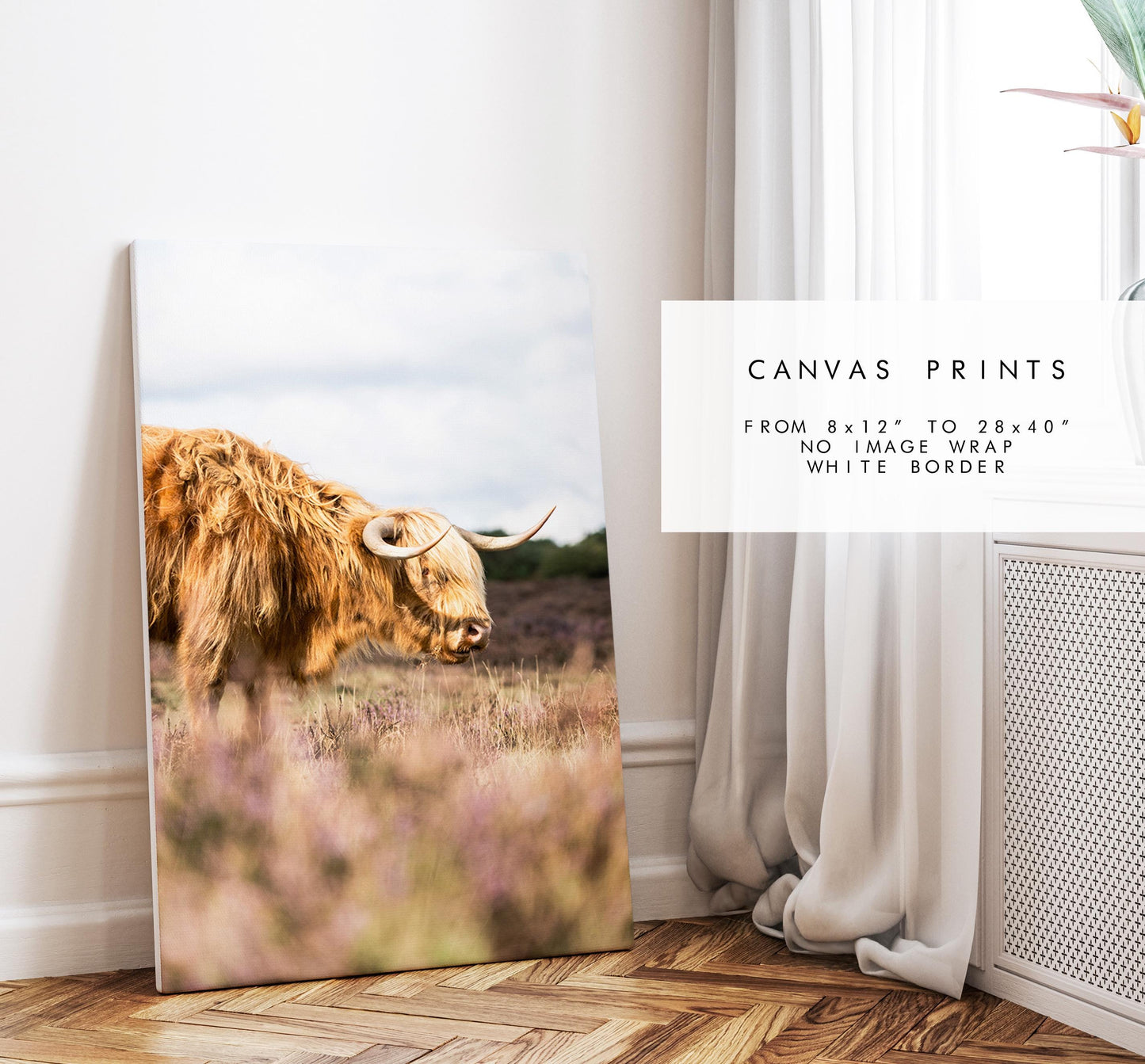 Highland Cow Photography Print - New Forest - Hampshire Photography Prints - Wall Art -  Frame and Canvas Options - Portrait  - UK