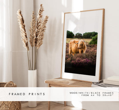 Highland Cow Photography Print - New Forest - Hampshire Photography Prints - Wall Art -  Frame and Canvas Options - Portrait  - UK