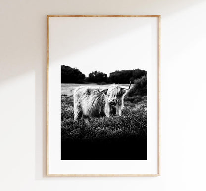 Highland Cow Black and White Photography Print - New Forest - Hampshire Photography Prints - Wall Art -  Frame and Canvas Options - Portrait