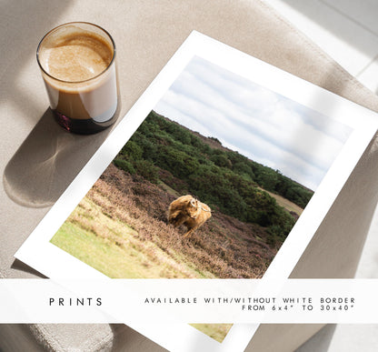 Highland Cow Photography Print - New Forest - Hampshire Photography Prints - Wall Art -  Frame and Canvas Options - Portrait  - UK