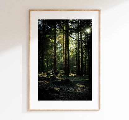 New Forest Photography Print - Hampshire Photography Prints - Wall Art -  Frame and Canvas Options - Portrait  - UK