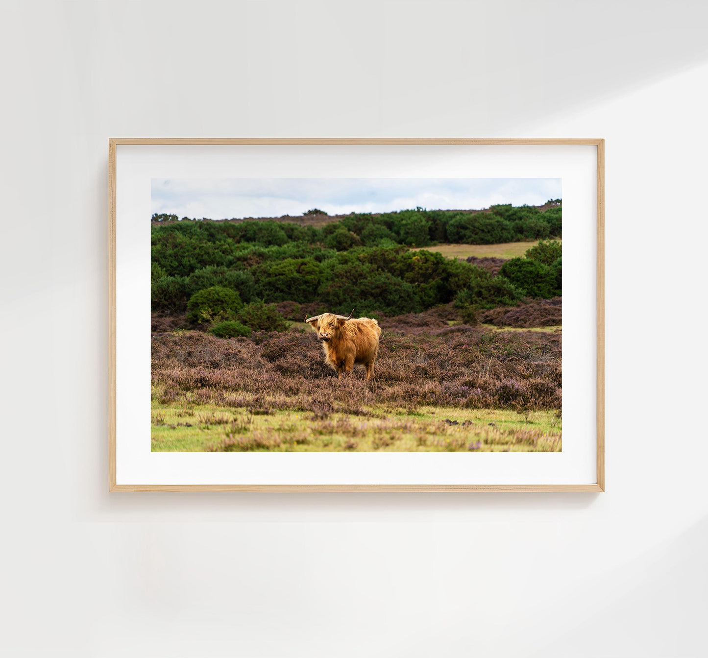 Highland Cow Photography Print - Hampshire Photography Prints - Wall Art -  Frame and Canvas Options - Landscape  - UK