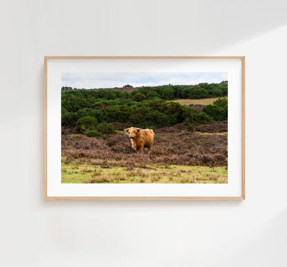 Highland Cow Photography Print - Hampshire Photography Prints - Wall Art -  Frame and Canvas Options - Landscape  - UK