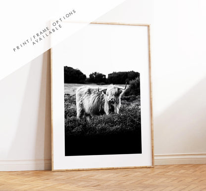 Highland Cow Black and White Photography Print - New Forest - Hampshire Photography Prints - Wall Art -  Frame and Canvas Options - Portrait