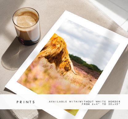 Highland Cow Photography Print - New Forest - Hampshire Photography Prints - Wall Art -  Frame and Canvas Options - Portrait  - UK