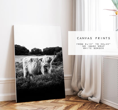 Highland Cow Black and White Photography Print - New Forest - Hampshire Photography Prints - Wall Art -  Frame and Canvas Options - Portrait