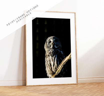 Great Grey Owl Photography Print - Hampshire Photography Prints - Wall Art -  Frame and Canvas Options - Portrait  - UK