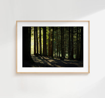 New Forest Photography Print - Hampshire Photography Prints - Wall Art -  Frame and Canvas Options - Landscape  - UK