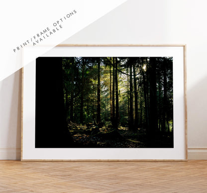 Forest Photography Print - New Forest - Hampshire Photography Prints - Wall Art -  Frame and Canvas Options - Landscape  - UK