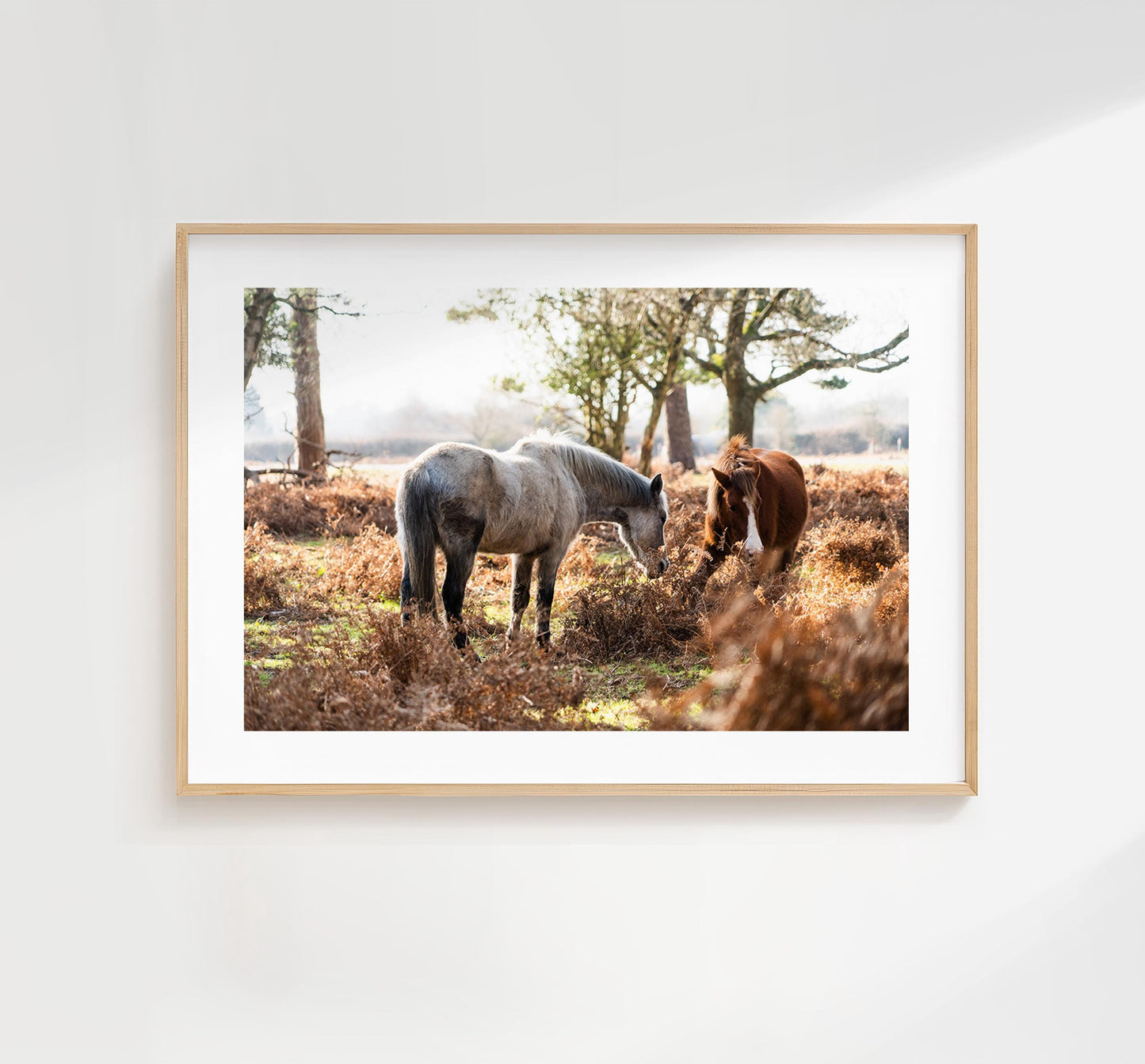 New Forest Ponies Photography Print - Hampshire Photography Prints - Wall Art -  Frame and Canvas Options - Landscape  - UK