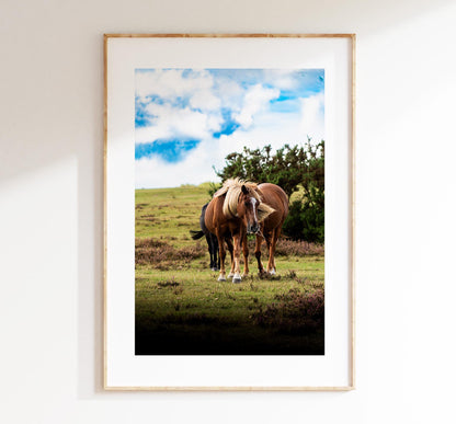 New Forest Pony Photography Print - Hampshire Photography Prints - Wall Art -  Frame and Canvas Options - Portrait  - UK