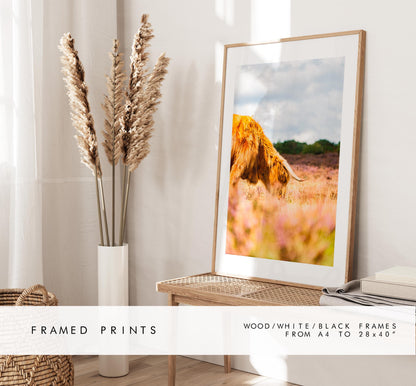 Highland Cow Photography Print - New Forest - Hampshire Photography Prints - Wall Art -  Frame and Canvas Options - Portrait  - UK