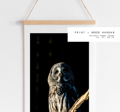 Great Grey Owl Photography Print - Hampshire Photography Prints - Wall Art -  Frame and Canvas Options - Portrait  - UK