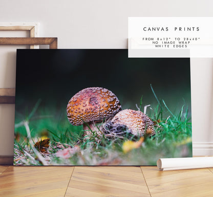 Funghi Photography Print - Hampshire Photography Prints - Wall Art -  Frame and Canvas Options - Landscape  - UK