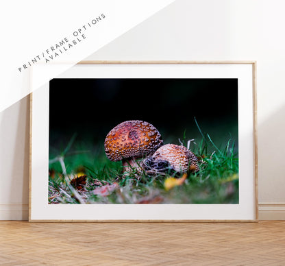 Funghi Photography Print - Hampshire Photography Prints - Wall Art -  Frame and Canvas Options - Landscape  - UK