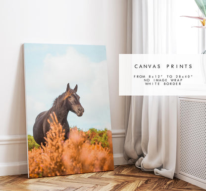 Horse Photography Print - New Forest - Hampshire Photography Prints - Wall Art -  Frame and Canvas Options - Portrait  - UK