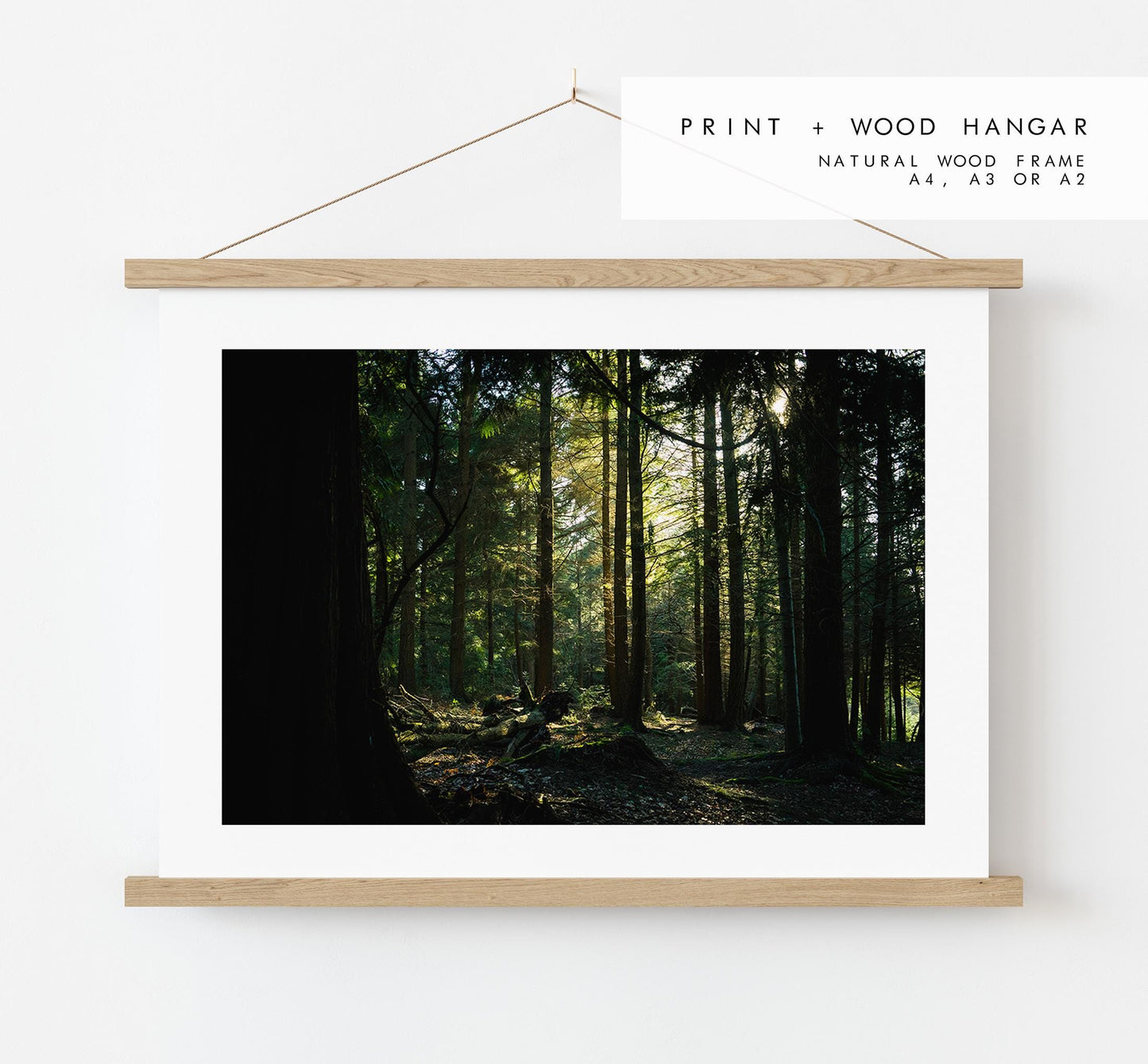 Forest Photography Print - New Forest - Hampshire Photography Prints - Wall Art -  Frame and Canvas Options - Landscape  - UK