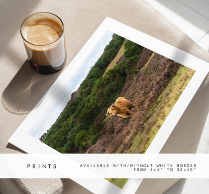 Highland Cow Photography Print - Hampshire Photography Prints - Wall Art -  Frame and Canvas Options - Landscape  - UK