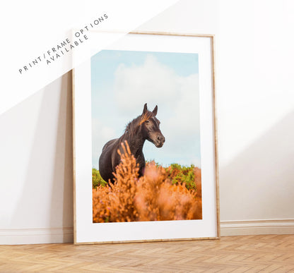 Horse Photography Print - New Forest - Hampshire Photography Prints - Wall Art -  Frame and Canvas Options - Portrait  - UK