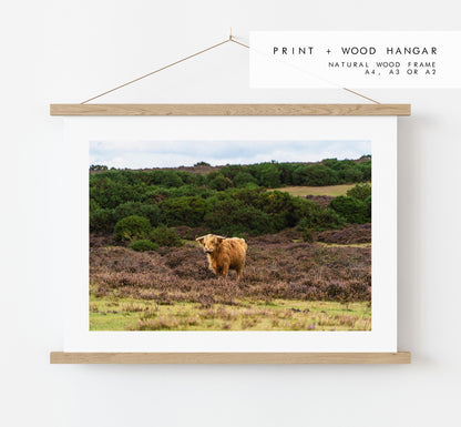 Highland Cow Photography Print - Hampshire Photography Prints - Wall Art -  Frame and Canvas Options - Landscape  - UK