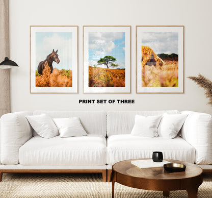 New Forest Print Set x3 - Prints or Framed Prints - Print Set of Three - New Forest Photography Prints - Hampshire Photography