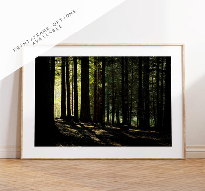 New Forest Photography Print - Hampshire Photography Prints - Wall Art -  Frame and Canvas Options - Landscape  - UK