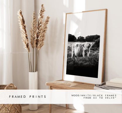 Highland Cow Black and White Photography Print - New Forest - Hampshire Photography Prints - Wall Art -  Frame and Canvas Options - Portrait
