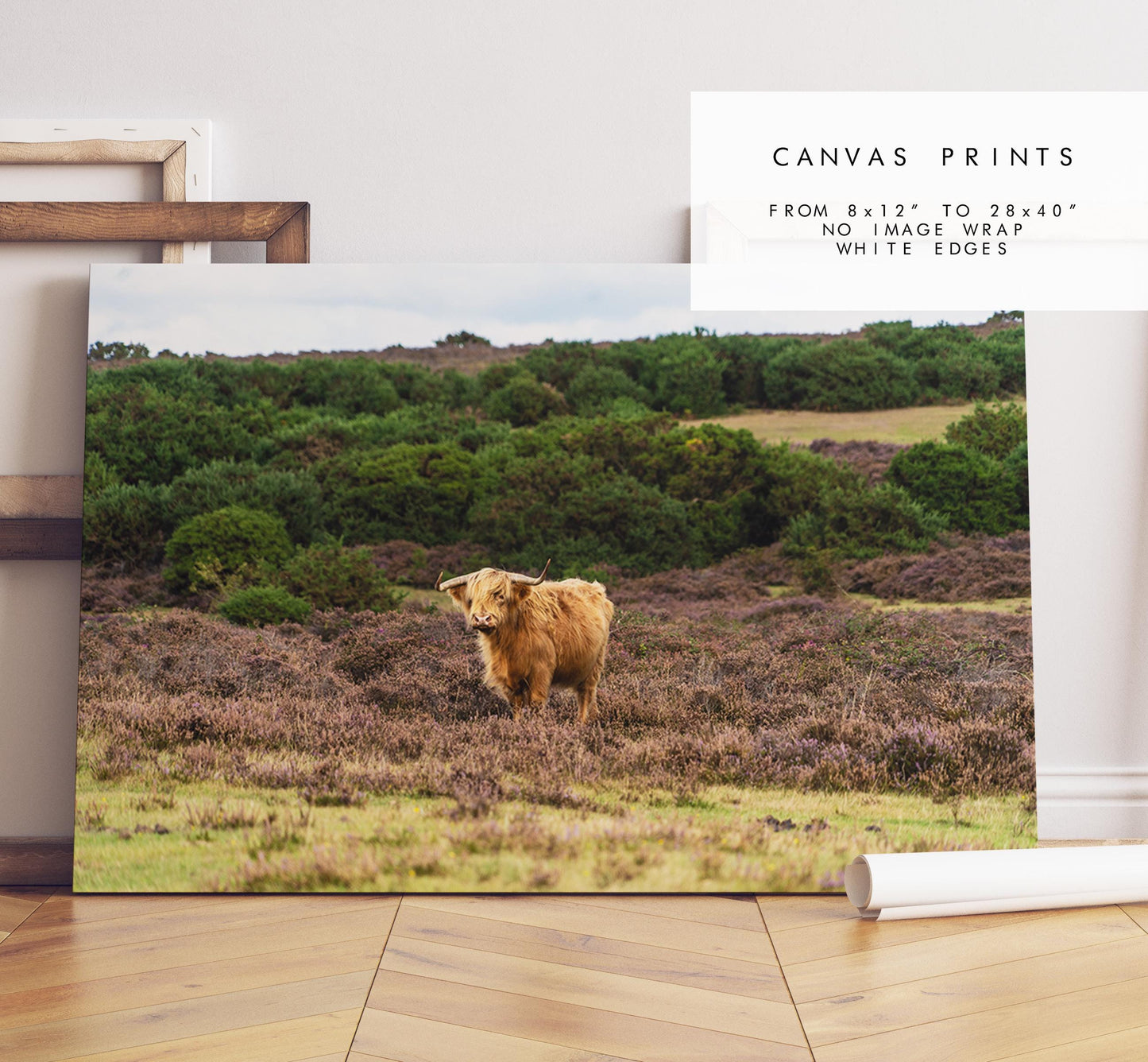 Highland Cow Photography Print - Hampshire Photography Prints - Wall Art -  Frame and Canvas Options - Landscape  - UK