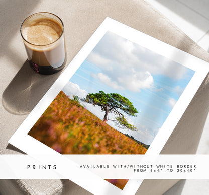 New Forest Photography Print - Hampshire Photography Prints - Wall Art -  Frame and Canvas Options - Portrait  - UK