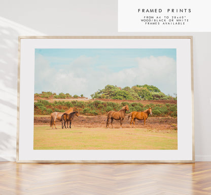 New Forest Photography Print - Hampshire Photography Prints - Wall Art -  Frame and Canvas Options - Landscape  - UK