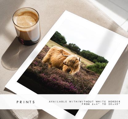 Highland Cow Photography Print - New Forest - Hampshire Photography Prints - Wall Art -  Frame and Canvas Options - Portrait  - UK