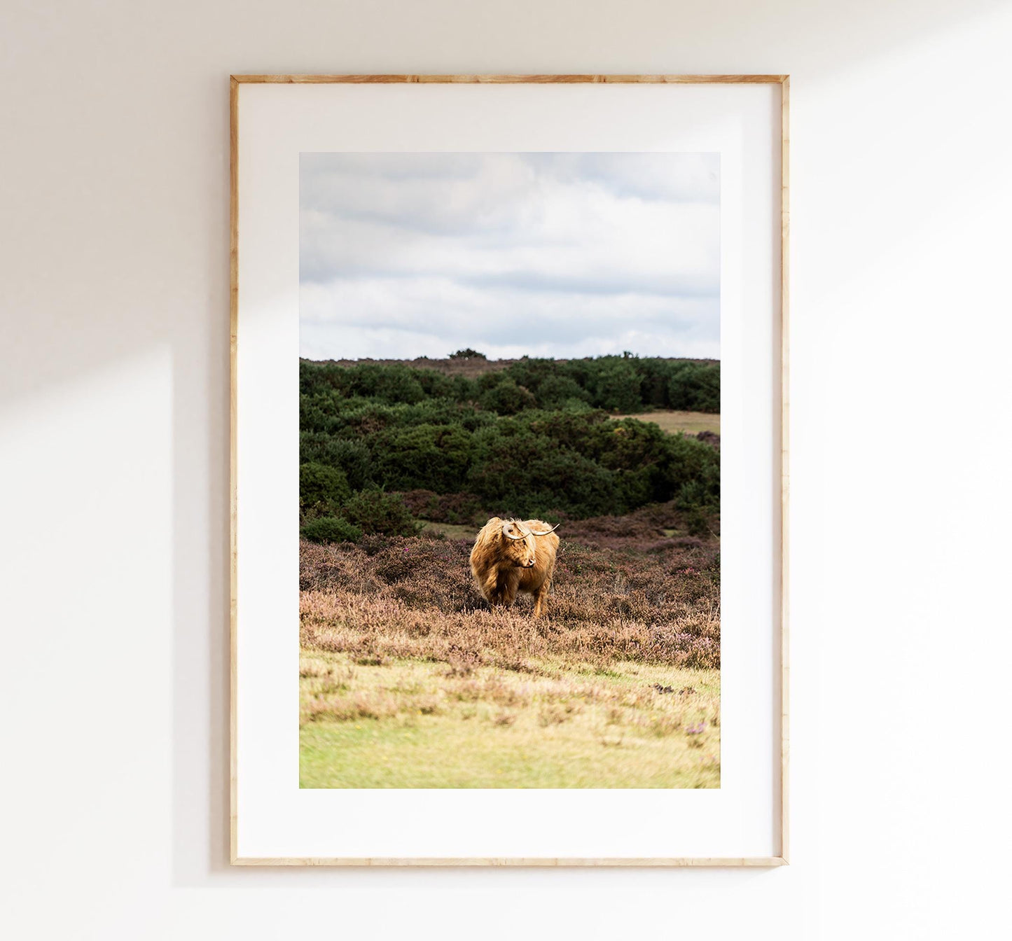 Highland Cow Photography Print - New Forest - Hampshire Photography Prints - Wall Art -  Frame and Canvas Options - Portrait  - UK