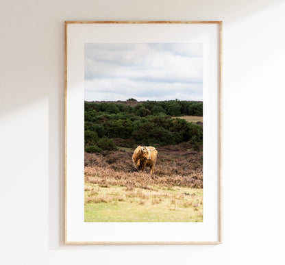 Highland Cow Photography Print - New Forest - Hampshire Photography Prints - Wall Art -  Frame and Canvas Options - Portrait  - UK