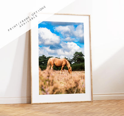 New Forest Pony Photography Print - Hampshire Photography Prints - Wall Art -  Frame and Canvas Options - Portrait  - UK