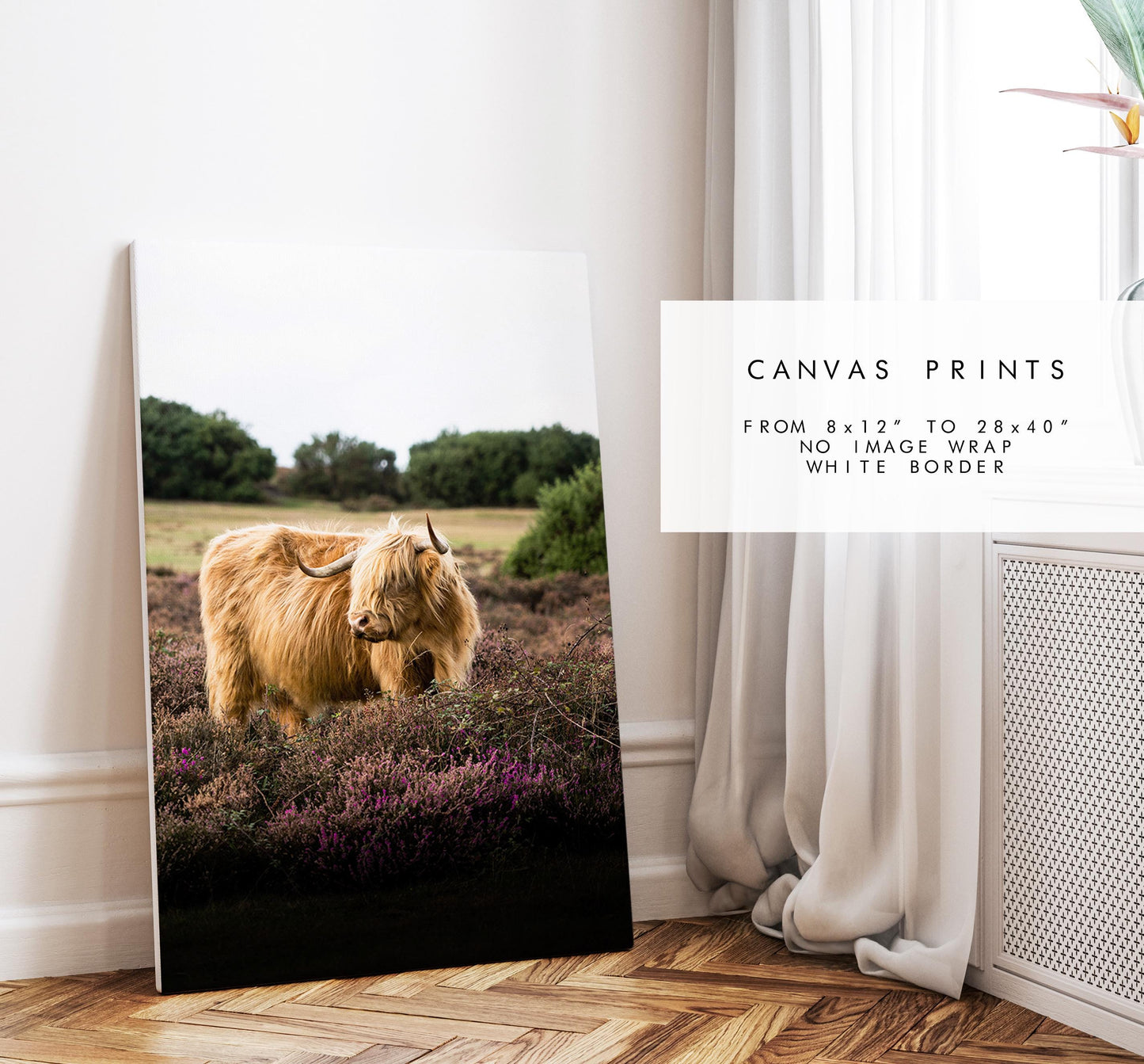 Highland Cow Photography Print - New Forest - Hampshire Photography Prints - Wall Art -  Frame and Canvas Options - Portrait  - UK