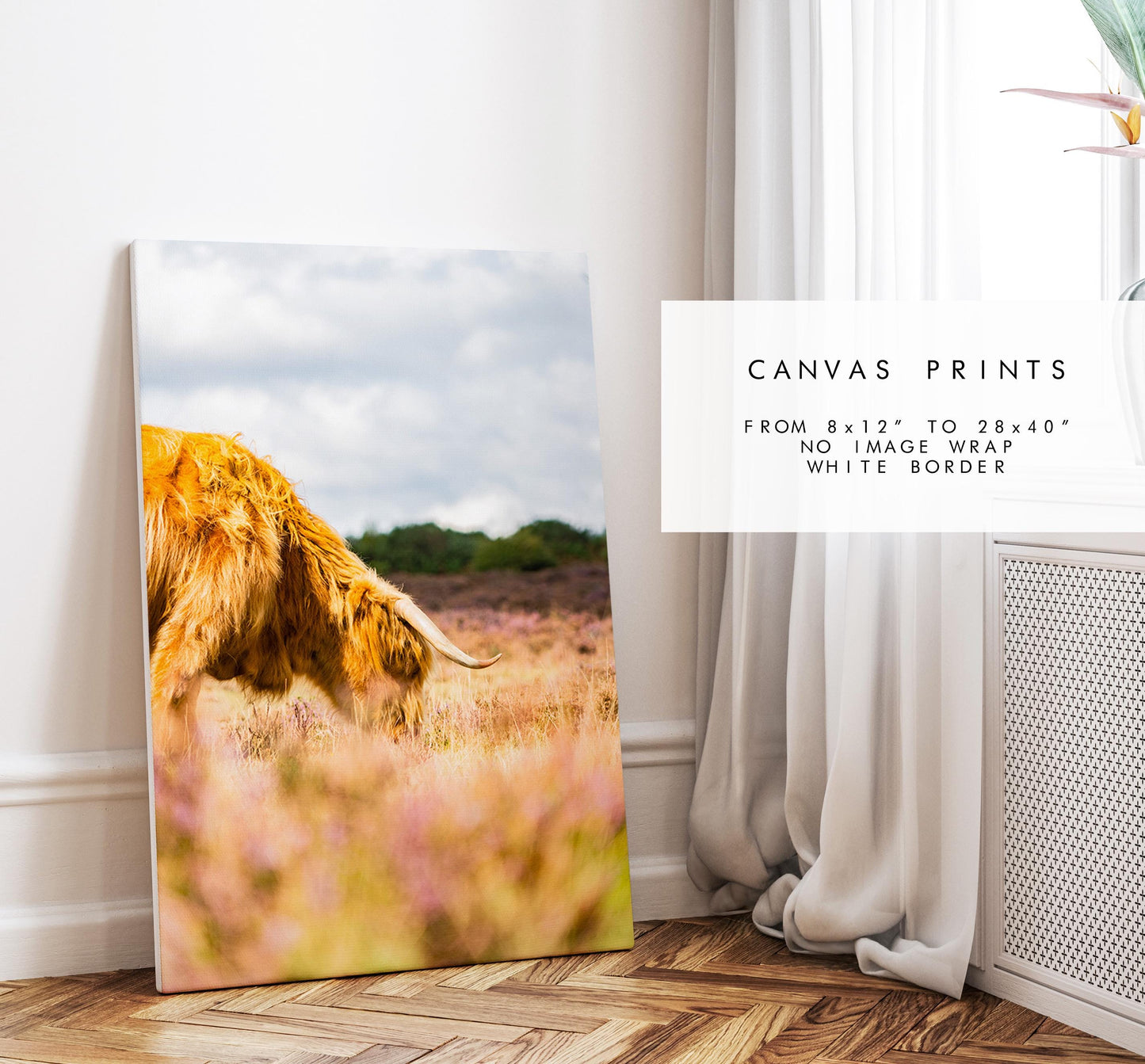 Highland Cow Photography Print - New Forest - Hampshire Photography Prints - Wall Art -  Frame and Canvas Options - Portrait  - UK