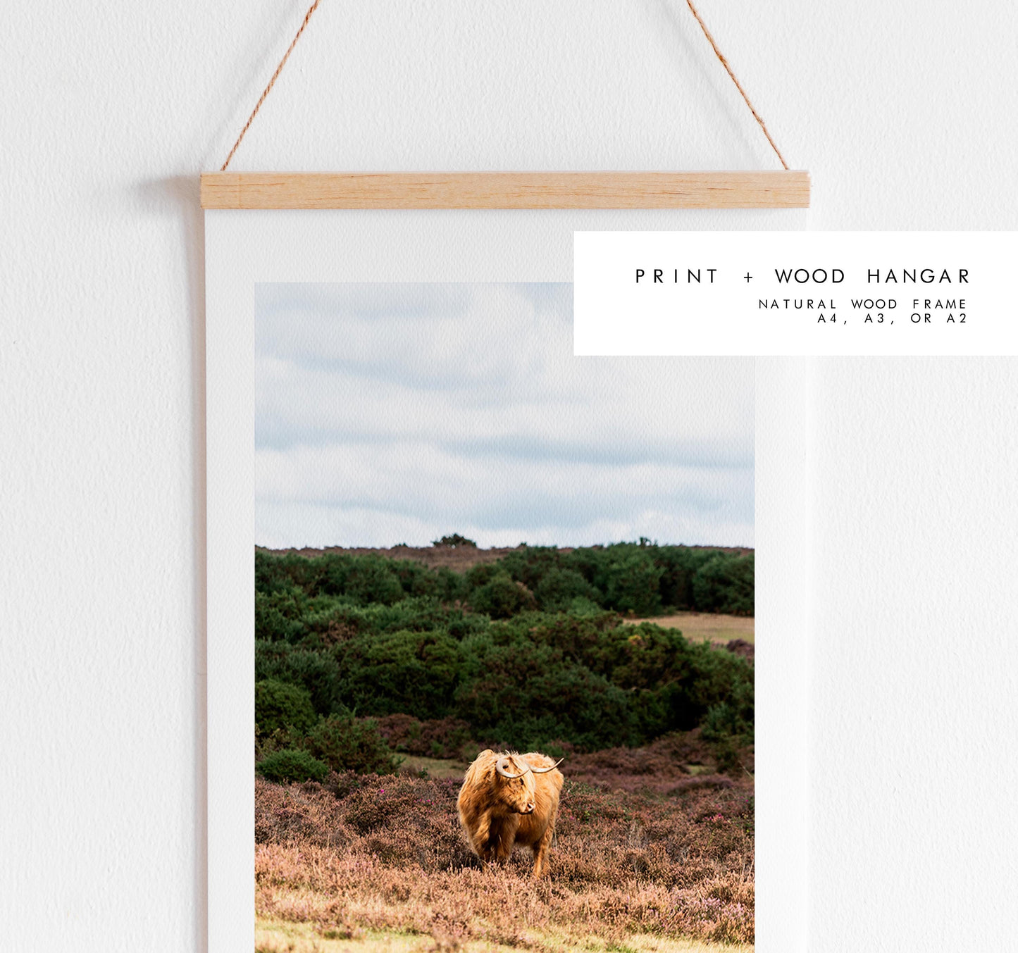 Highland Cow Photography Print - New Forest - Hampshire Photography Prints - Wall Art -  Frame and Canvas Options - Portrait  - UK
