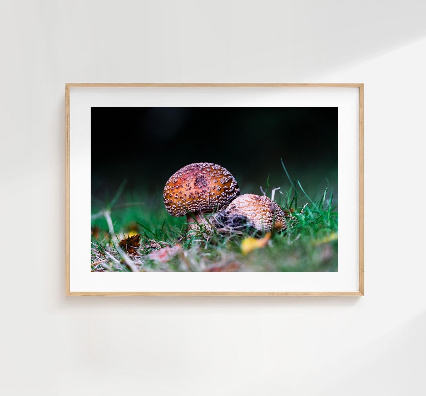Funghi Photography Print - Hampshire Photography Prints - Wall Art -  Frame and Canvas Options - Landscape  - UK
