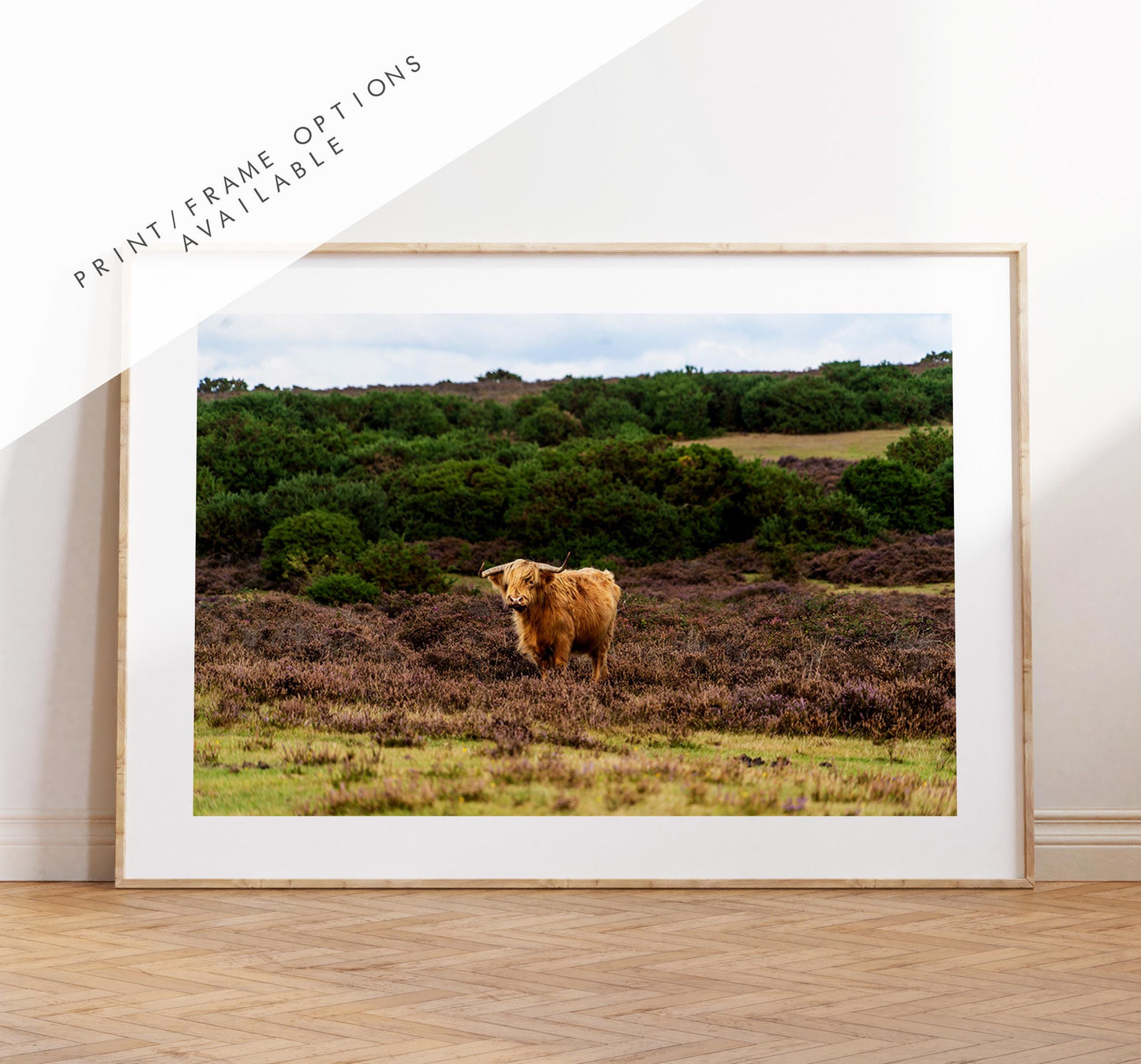 Highland Cow Photography Print - Hampshire Photography Prints - Wall Art -  Frame and Canvas Options - Landscape  - UK