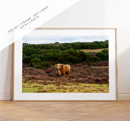 Highland Cow Photography Print - Hampshire Photography Prints - Wall Art -  Frame and Canvas Options - Landscape  - UK