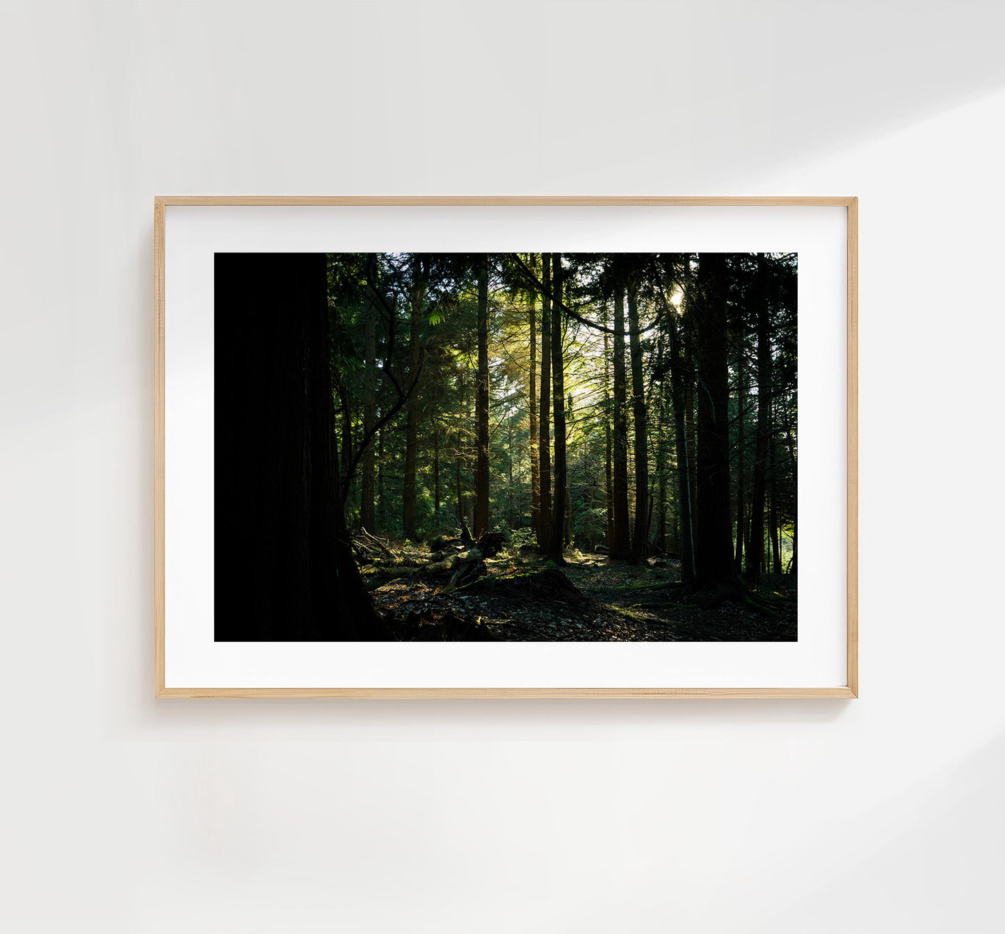 Forest Photography Print - New Forest - Hampshire Photography Prints - Wall Art -  Frame and Canvas Options - Landscape  - UK