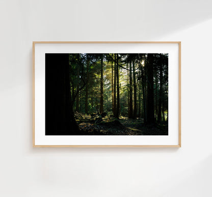 Forest Photography Print - New Forest - Hampshire Photography Prints - Wall Art -  Frame and Canvas Options - Landscape  - UK