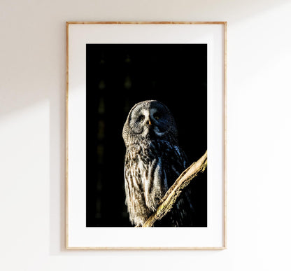 Great Grey Owl Photography Print - Hampshire Photography Prints - Wall Art -  Frame and Canvas Options - Portrait  - UK