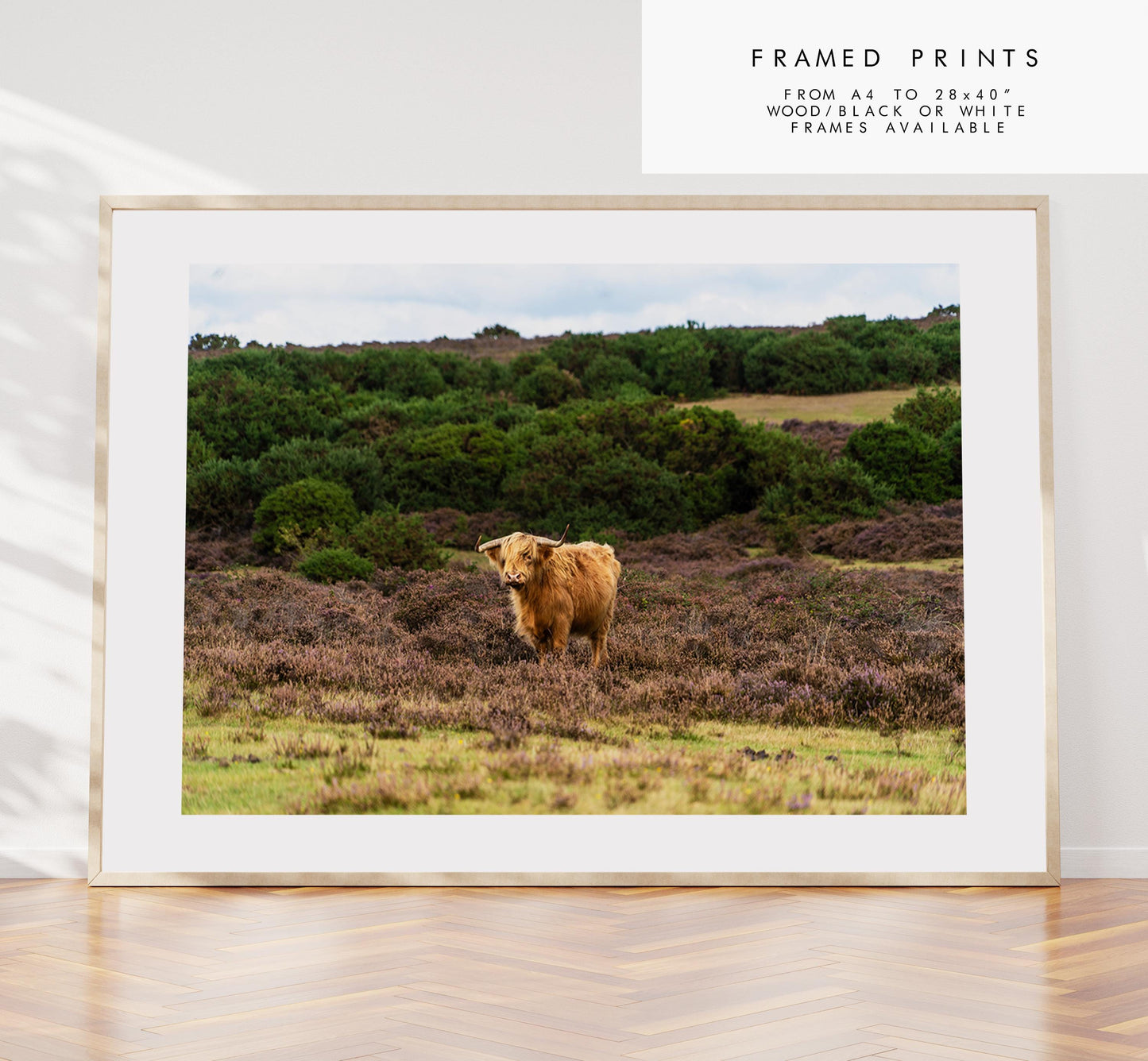 Highland Cow Photography Print - Hampshire Photography Prints - Wall Art -  Frame and Canvas Options - Landscape  - UK