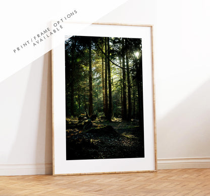 New Forest Photography Print - Hampshire Photography Prints - Wall Art -  Frame and Canvas Options - Portrait  - UK