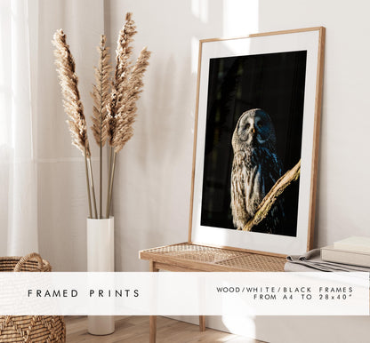 Great Grey Owl Photography Print - Hampshire Photography Prints - Wall Art -  Frame and Canvas Options - Portrait  - UK