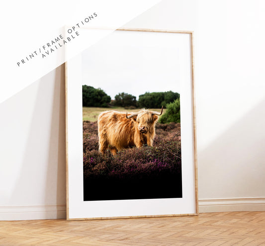 Highland Cow Photography Print - New Forest - Hampshire Photography Prints - Wall Art -  Frame and Canvas Options - Portrait  - UK