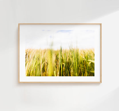 Wheat Field Photography Print - West Sussex Photography Prints - Wall Art -  Frame and Canvas Options - Landscape  - UK