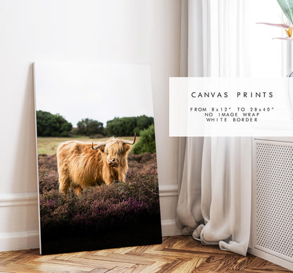 Highland Cow Photography Print - New Forest - Hampshire Photography Prints - Wall Art -  Frame and Canvas Options - Portrait  - UK