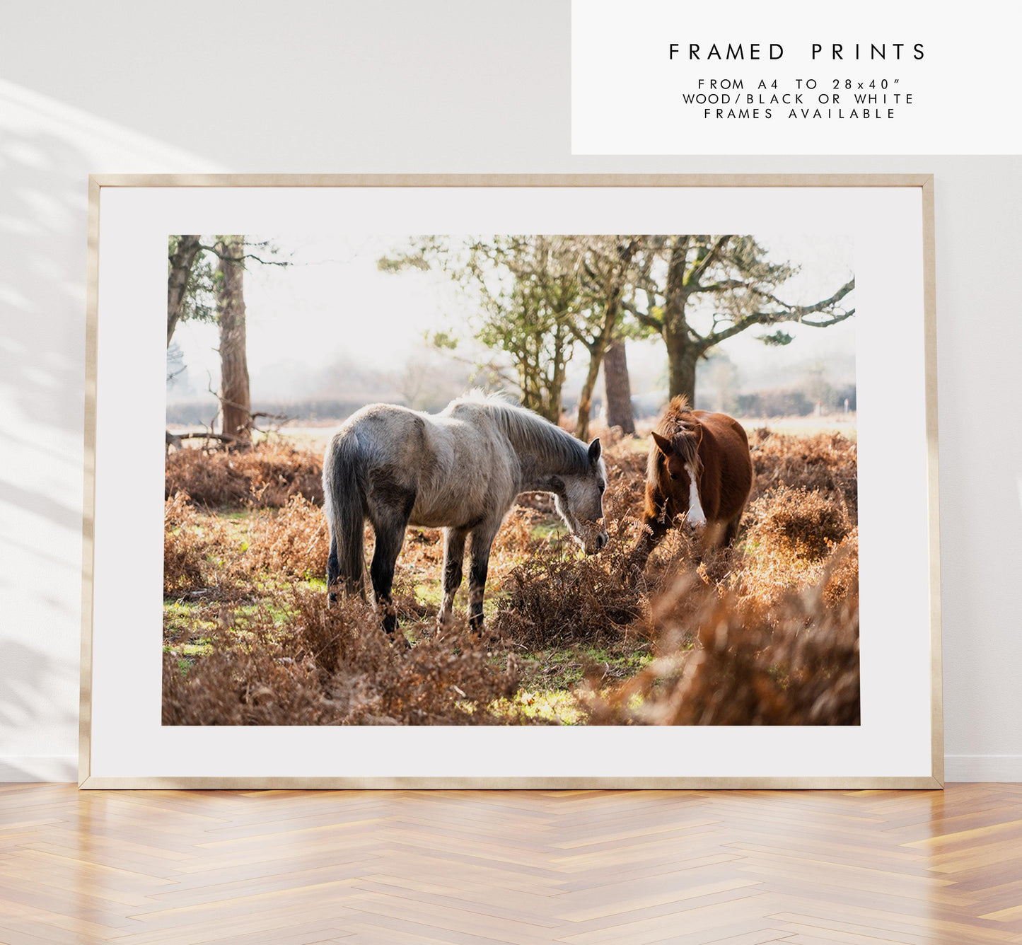 New Forest Ponies Photography Print - Hampshire Photography Prints - Wall Art -  Frame and Canvas Options - Landscape  - UK